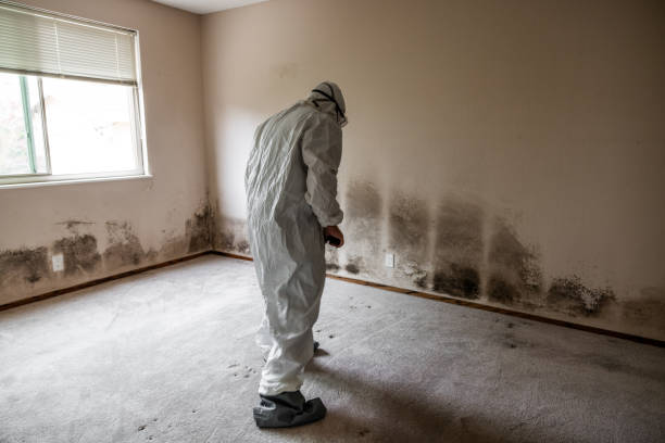 Best Post-Flood Mold Remediation in Hanover, OH